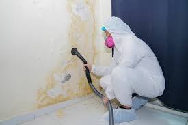 Reliable Dellwood, MN Mold Removal Solutions